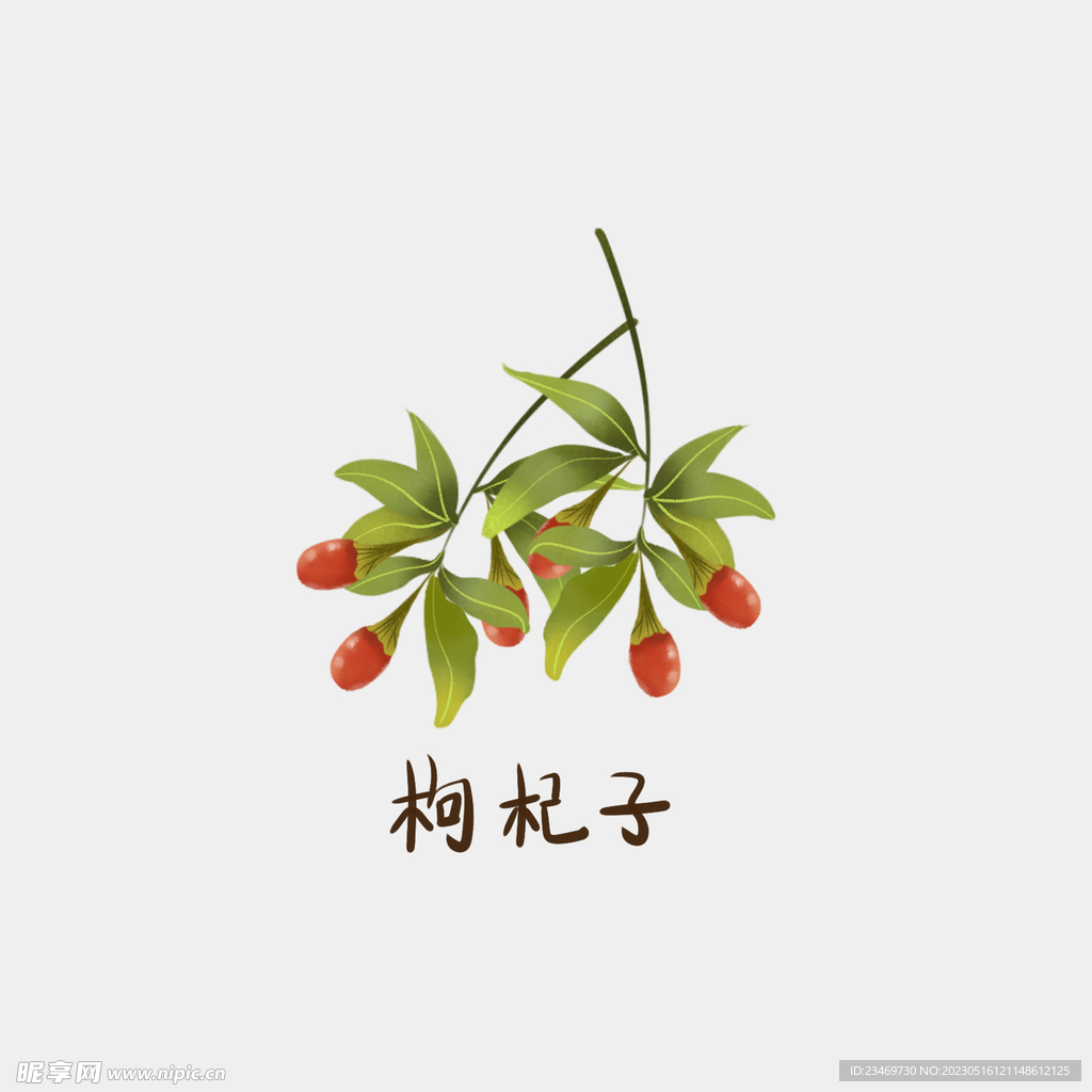 枸杞
