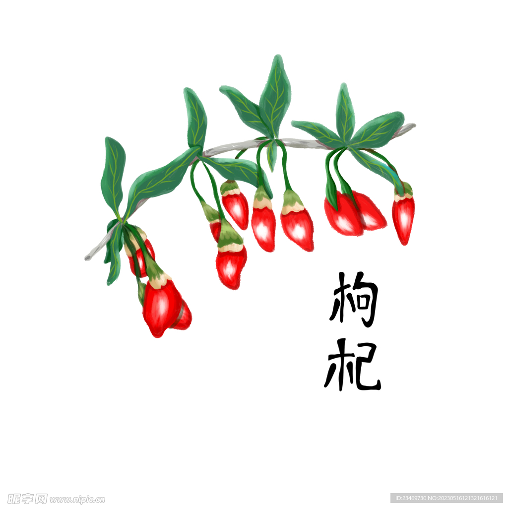 枸杞