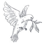 鸽子