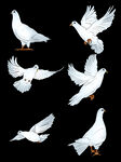 鸽子