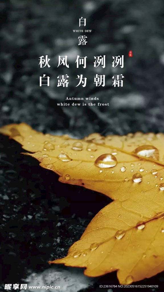白露