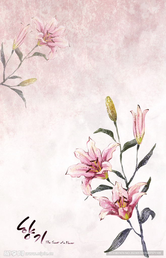 百合手绘