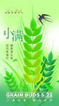 小满节气 