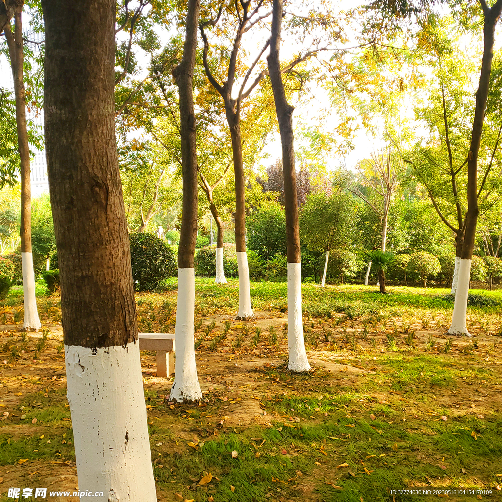 夏季乡村公园树林