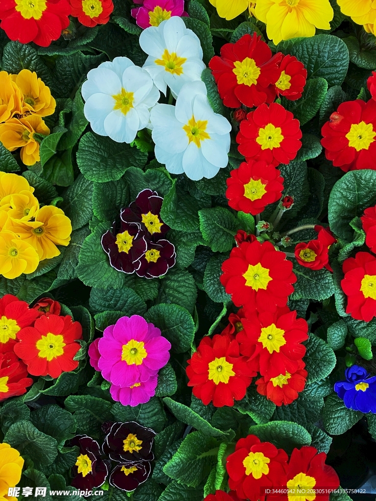 花
