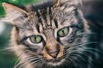 小猫咪