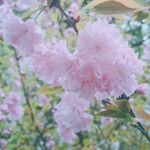 花朵