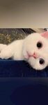 猫咪壁纸
