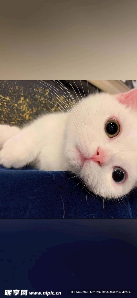 猫咪壁纸
