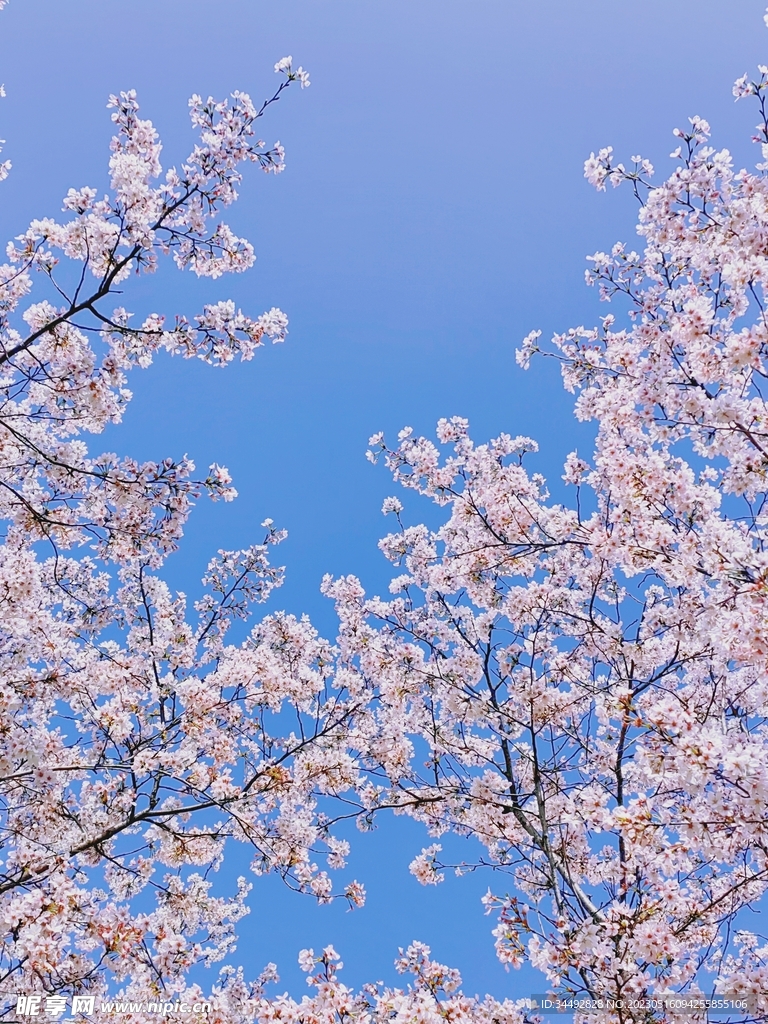 樱花
