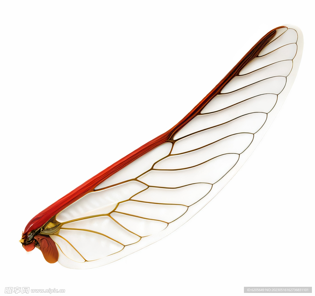 昆虫翅膀薄翼