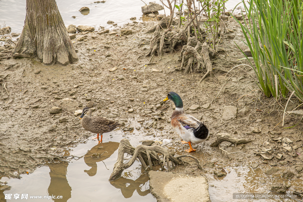 湿地公园 野鸭