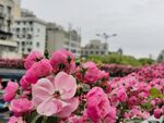 月季花