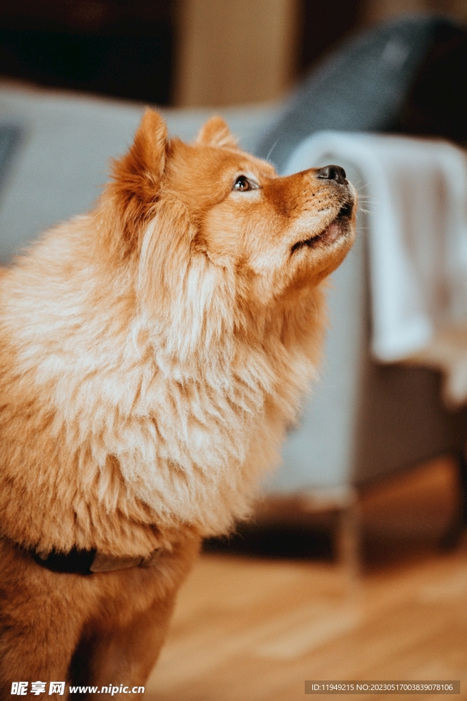狗