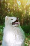 狗