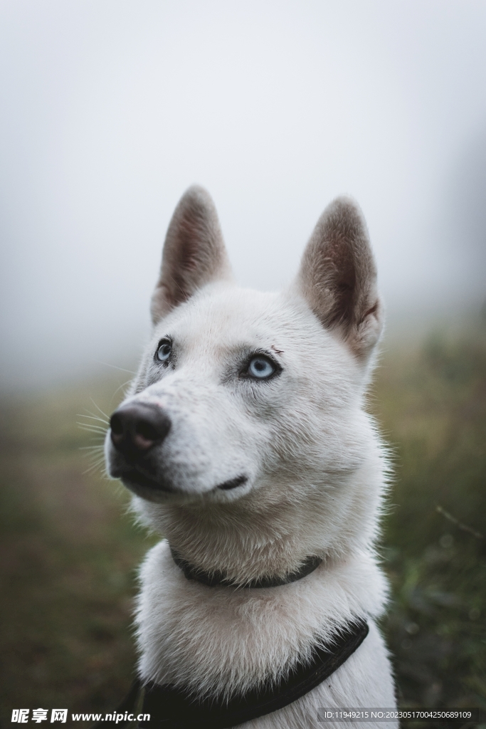 狗