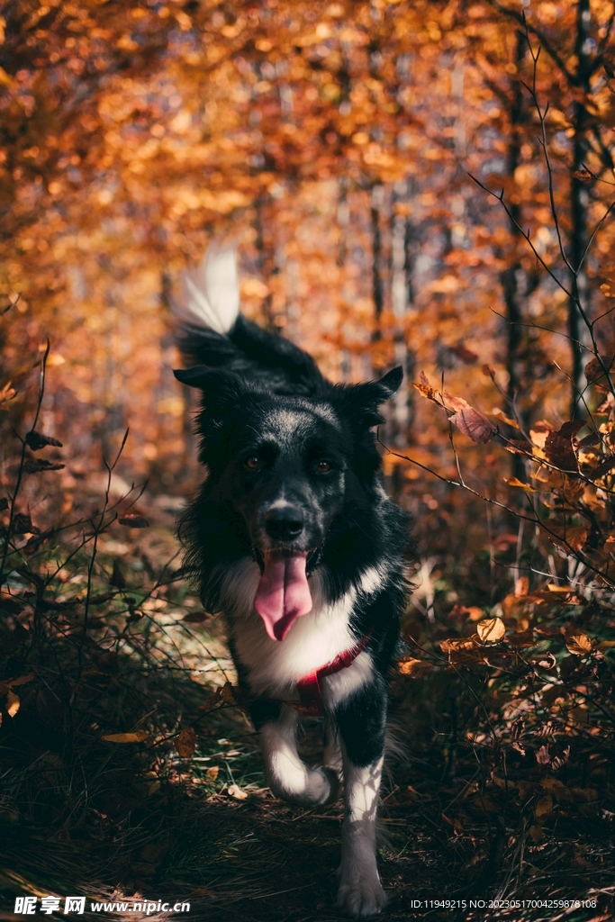 狗