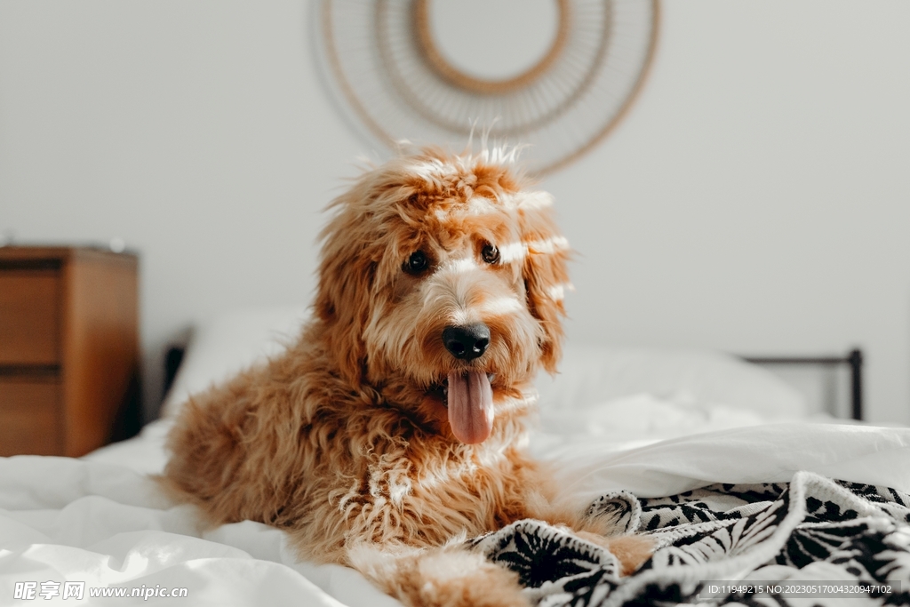 狗