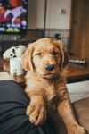 狗