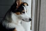 狗