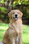 狗