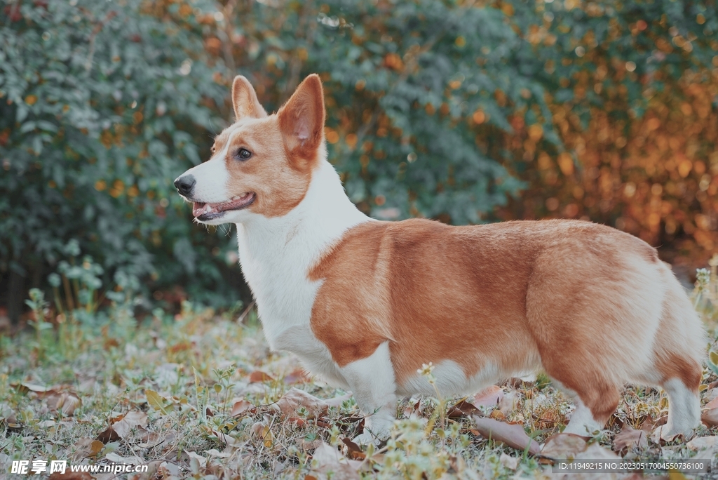 狗