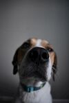 狗
