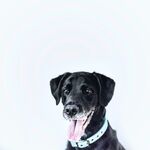 狗