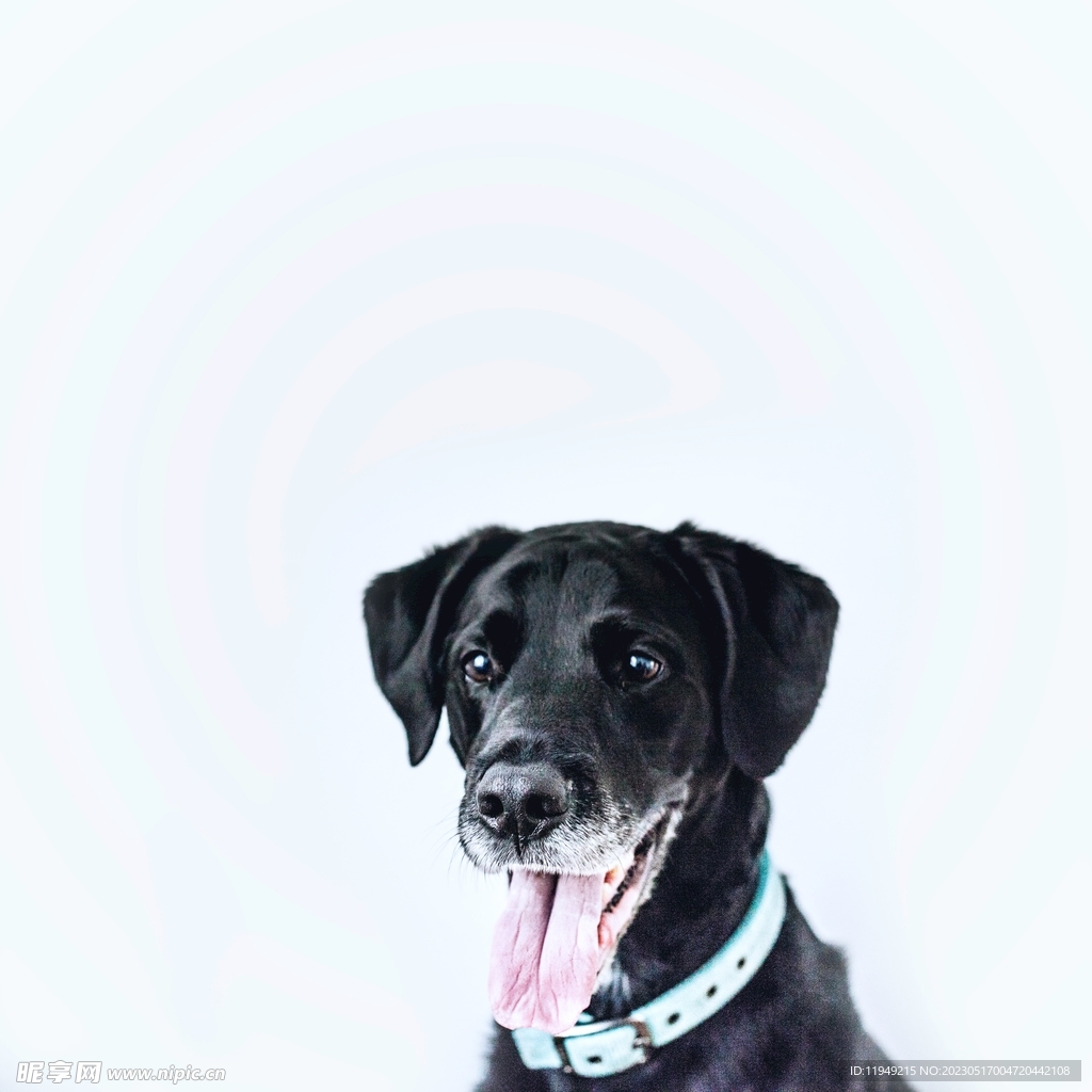 狗