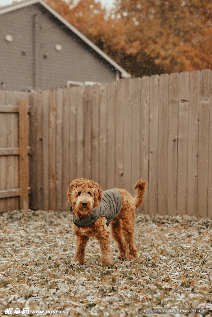 狗
