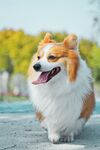 狗
