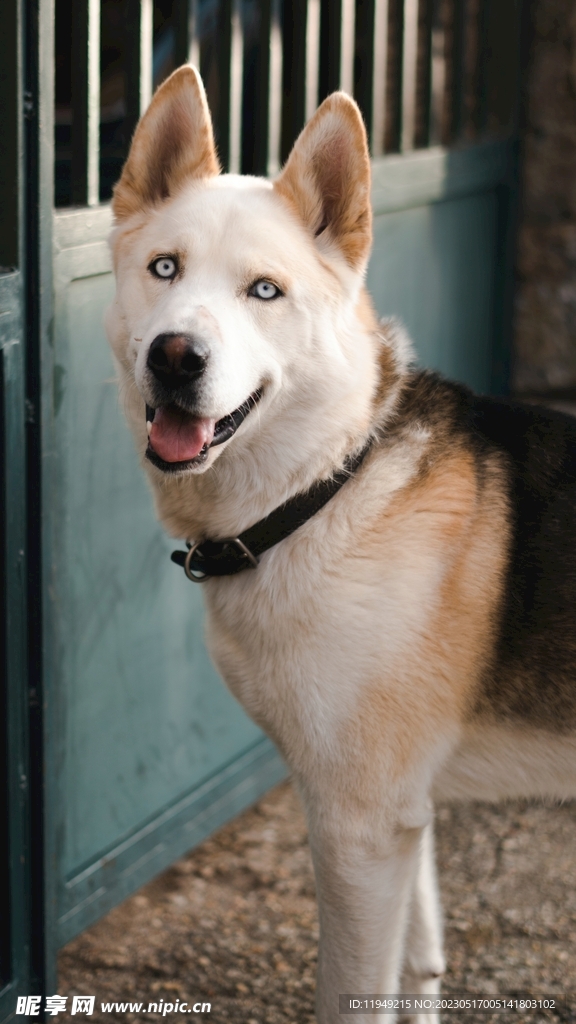 狗