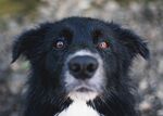 狗