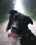 狗