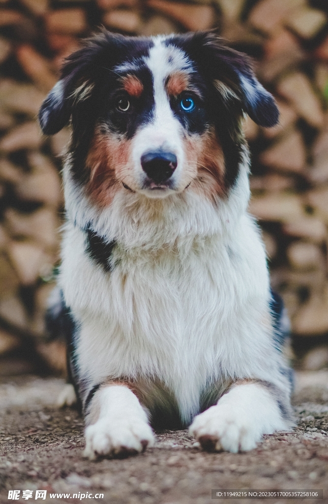 狗