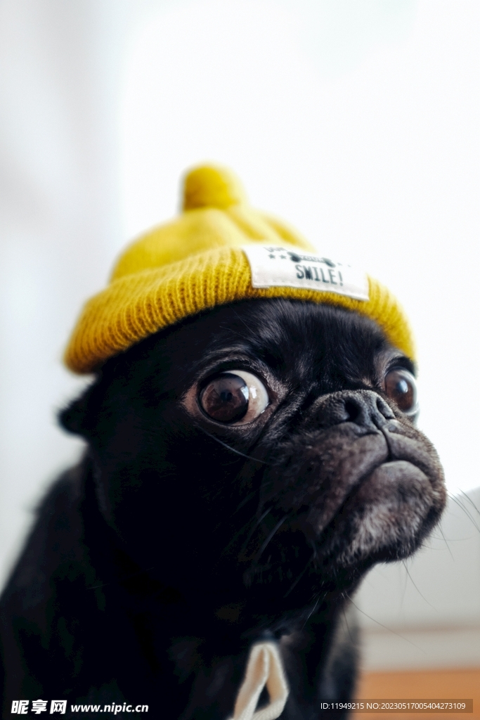 狗