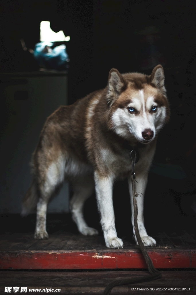 狗 