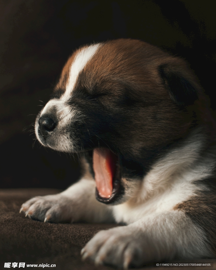 狗