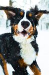 狗