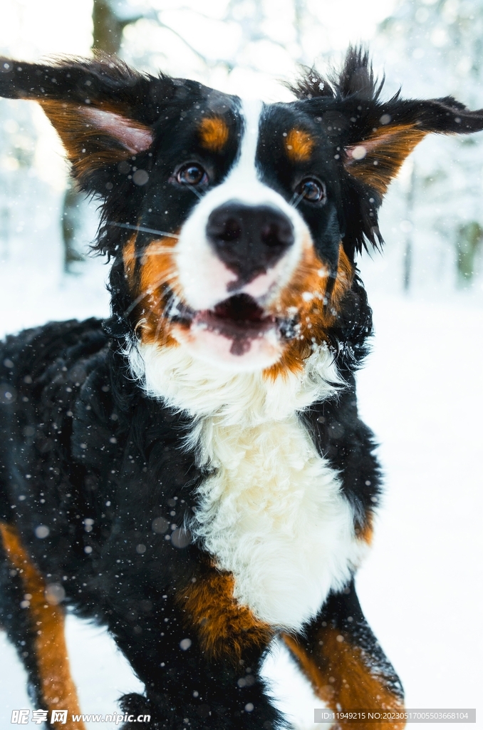 狗