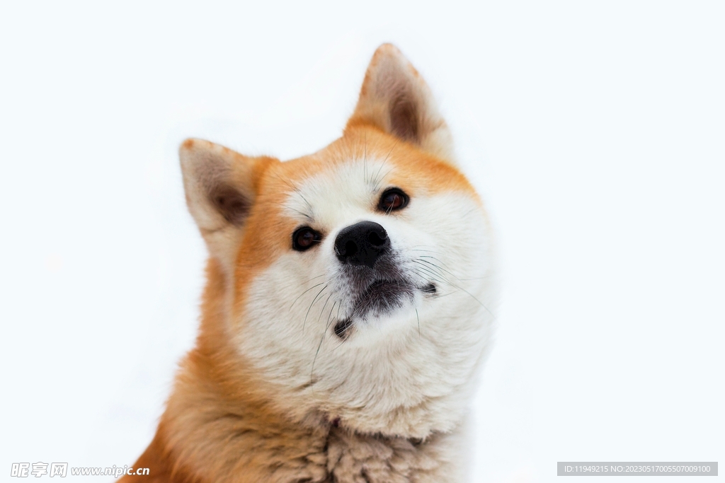 狗