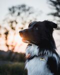 狗