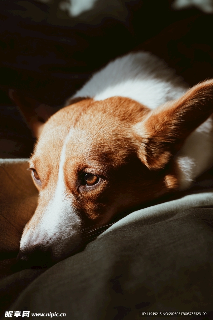 狗