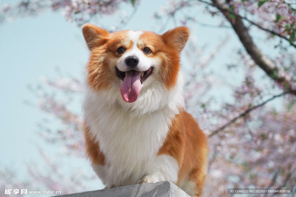 狗