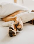 狗