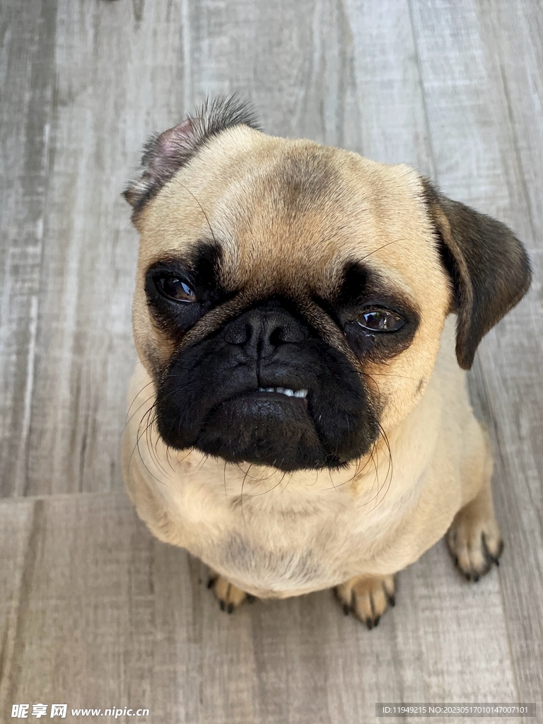 狗