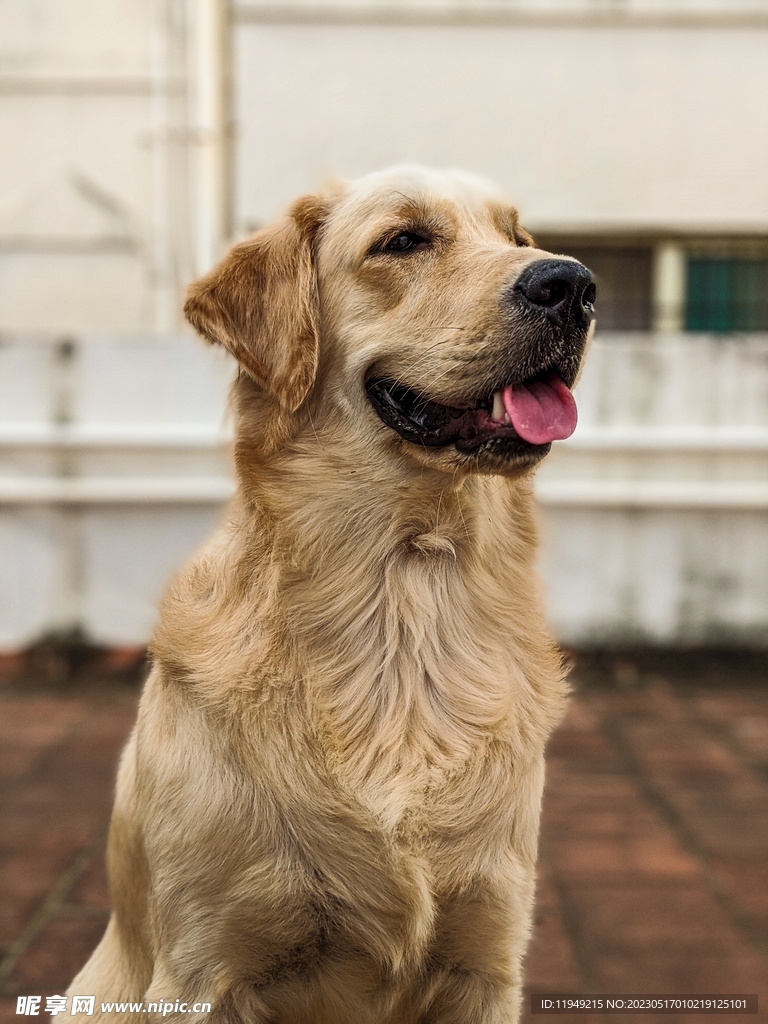 狗