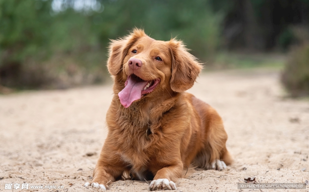 狗
