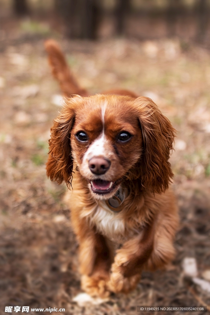 狗