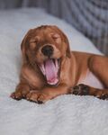 狗